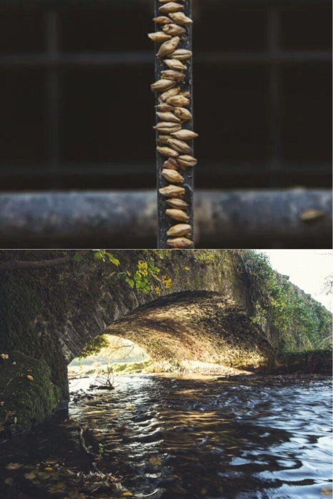 2 photos avec des gains d’orge disposés sur une barre de métal dans un environnement industriel. Et la rivière Dungourney traversant un pont en pierre recouvert de mousse et de végétation. Le Club des Connaisseurs. Photo par Redbreast