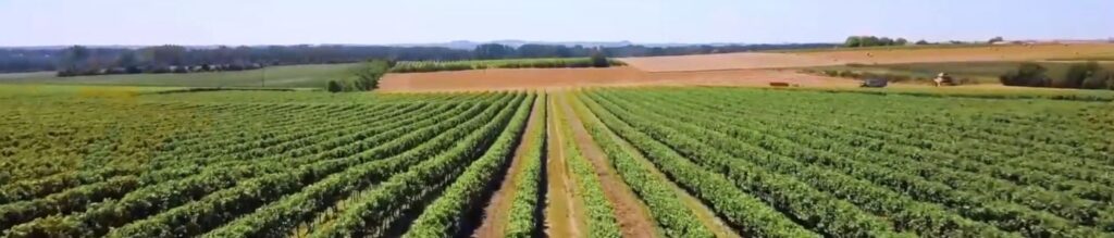Champ de vignes, Bellevoye un whisky au pays du vin, page marque Bellevoye Le Club des Connaisseurs